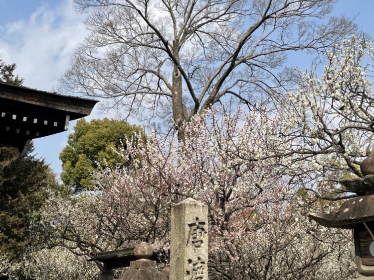 城南宮梅園